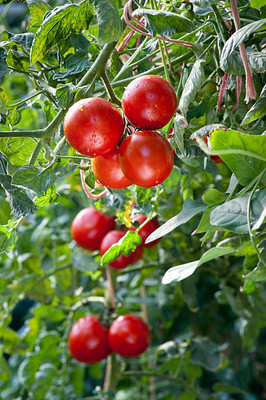 Avysa tomato Seed(145 per packet)