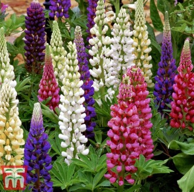 Quentova Lupin (Gallery Series) Flower Plant-XIL-8P Seed(100 per packet)