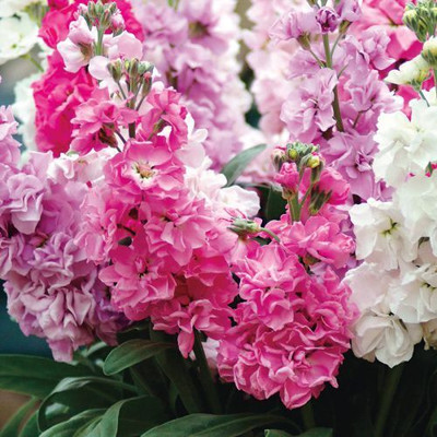 LPR STOCK Seed(30 per packet)