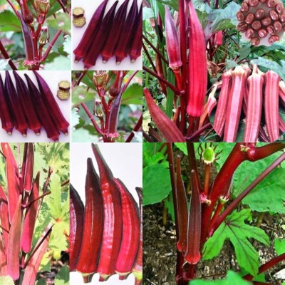 ibains Red lady finger seeds Seed(96 per packet)