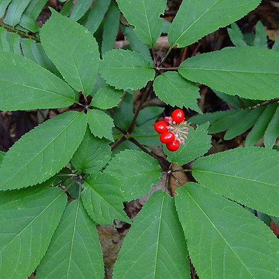 WILLVINE Ashwagandha Organic For Gardening/Improved-[500 Seeds] Seed(500 per packet)