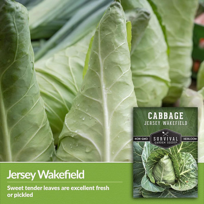 WILLVINE VMR -XI Cone-Shaped Jersey Wakefield Green Cabbage [1g] Seed(300 per packet)