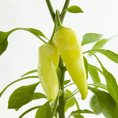 CYBEXIS Hot Banana Pepper Chilli Seeds Non-GMO2400 Seeds Seed(2400 per packet)