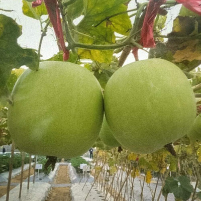 KNESSiN Winter Melon Seed(150 per packet)