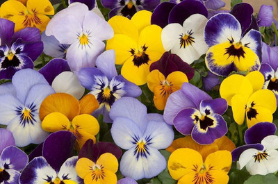 KANAYA Pansy Clear Crystal Black Seed(75 per packet)