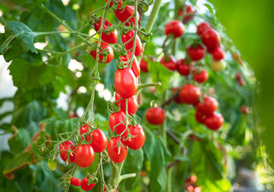 VEDAGRAHI tomato Seed(140 per packet)