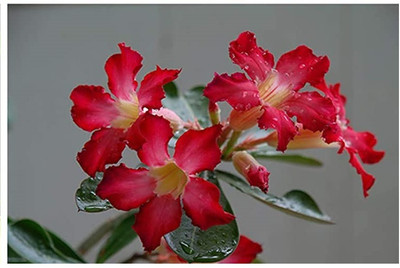 Qualtivate XL-237 Desert Rose Mixed Colours Seed(30 per packet)