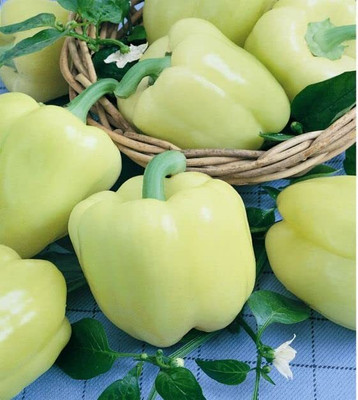 Aywal Capsicum/Shimla Mirch/Bell Pepper Seed(10 per packet)