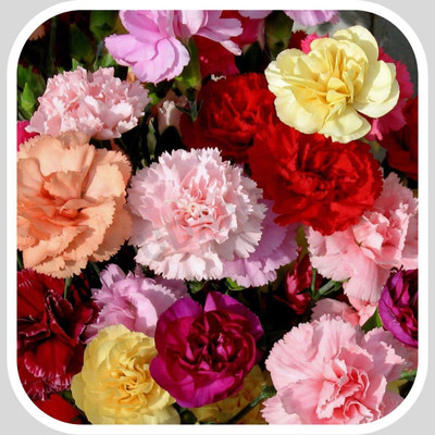 Epazo Carnation - Giant Double Chabaud Mix Seed(100 per packet)
