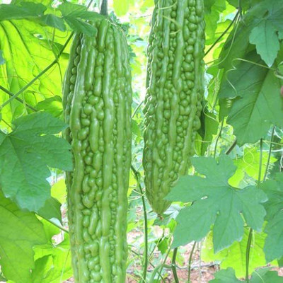 CYBEXIS VXI-53 - White Balsam Pear Bitter Melon - (300 Seeds) Seed(300 per packet)