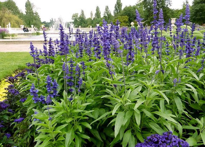 Qualtivate PUAS-3A Salvia Horminum Sage Seeds Seed(100 per packet)