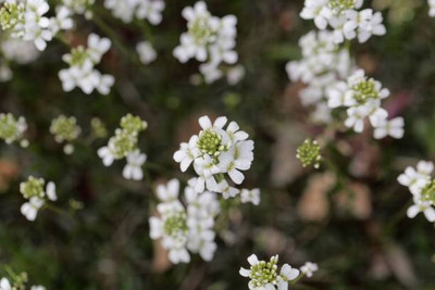 saheli gypsophila flower Seed(200 per packet)