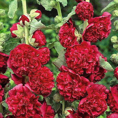 ACCELCROP Hollyhock Double Mix Seed(13 per packet)