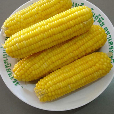 CYBEXIS Organic Yellow Corn Seeds2000 Seeds Seed(2000 per packet)