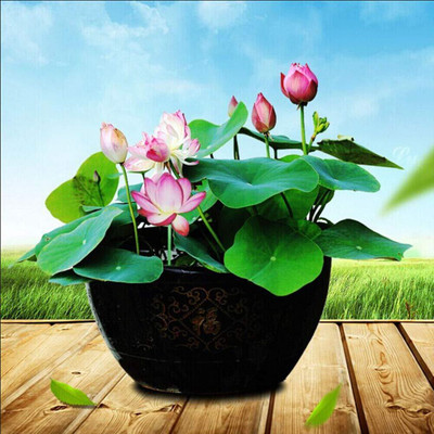 LPR LOTUS,KAMAL Seed(10 per packet)