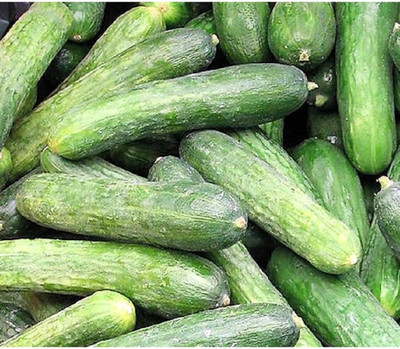 Quentova Cucumber Sassy F1 Seed-RJ-5N Seed(200 per packet)