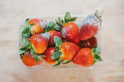 XOLDAA BEST QUALITY HYBRID STRAWBERRY Seed(145 per packet)
