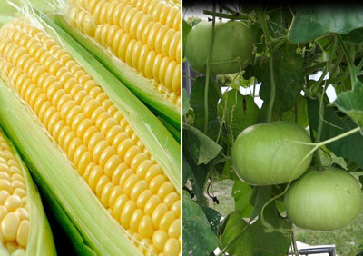 WILLVINE F1 Hybrid Sweet Corn and Round Bottle Gourd Seeds-[100 Seeds] Seed(100 per packet)