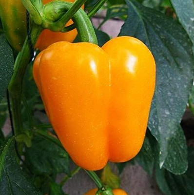 CRGO CAPSICUM , SHIMLA MIRCH Seed(150 per packet)