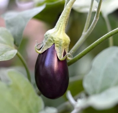 Quentova Hansel Hybrid Eggplant/Brinjal-VS Seed(300 per packet)