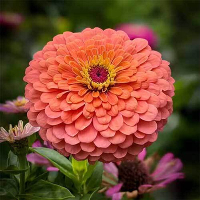 DEYS AGRO ™ zinnia flower seeds hybrid mix Seed(44 per packet)