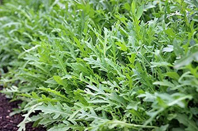 Qualtivate XL-113 Wild Arugula Seeds Seed(500 per packet)