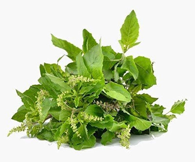 LPR TULSI, BASIL SEEDS Seed(200 per packet)