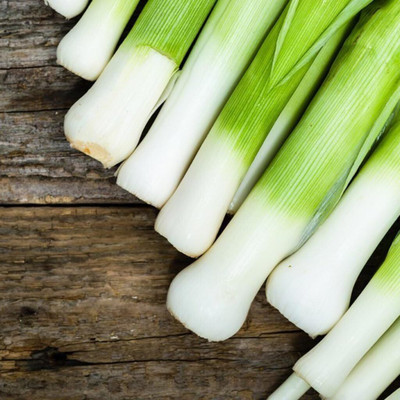 WILLVINE KGF -VIII Seeds Leek Fall Giant - Organic [2.5g] Seed(1500 per packet)