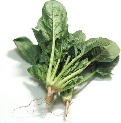 KNESSiN Spinach Seed(1250 per packet)