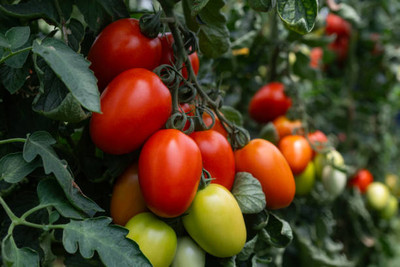polkaplanet tomato Seed(105 per packet)