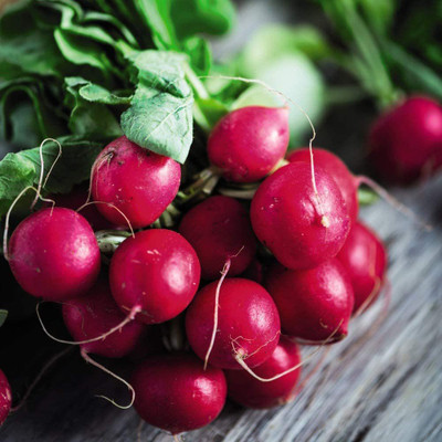 CYBEXIS Radish Cherry Belle Seed600 Seeds Seed(600 per packet)