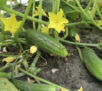 KNESSiN Gherkin Cucumber HOKUS Seed(200 per packet)