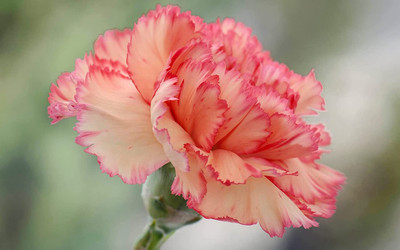 Aywal Carnation Mix Seed(10 per packet)