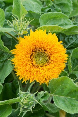 ARTA Sunflower Russian Giant Flower Seeds For Home Gardening Seed(37 per packet)