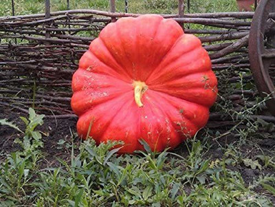 CYBEXIS French pumpkin seeds ROUGE VIF D’ETAMPES 100 Seeds Seed(100 per packet)