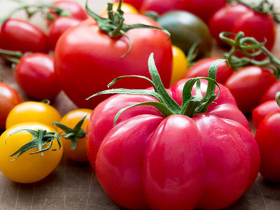 CYBEXIS Century-12 Hybrid Tomato2000 Seeds Seed(2000 per packet)
