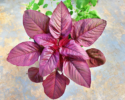 CYBEXIS VVI-72 - Red Spinach Chinese Amaranthus - (250 Seeds) Seed(250 per packet)