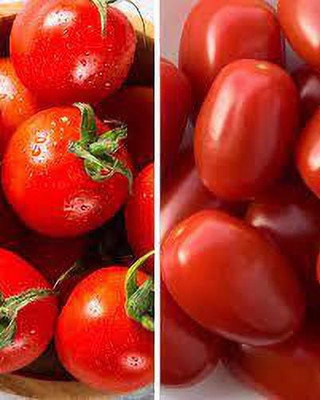 Oliver HYBRID F1 QUALITY TOMATO SEEDS Seed(20 per packet)