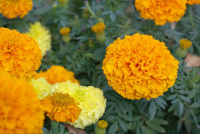 SM PLUS marigold,gende ka phool Seed(30 per packet)