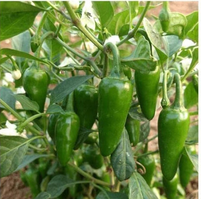 Arshiayat Bullet Mirch Seeds Seed(42 per packet)