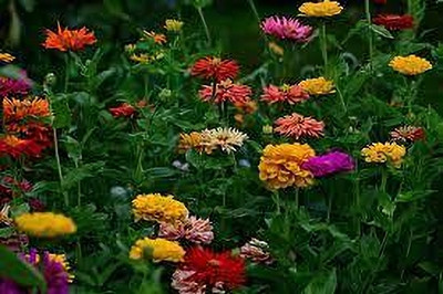 Seedsqlty zinnia flower seeds hybrid with double flower, high germination (10 seeds) Seed(10 per packet)