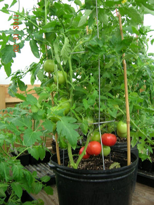 KNESSiN Hybrid Tomato High Yield Pusa Ruby Seeds Seed(200 per packet)