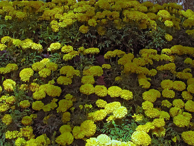 Kavya Craft marigold,gende ka phool Seed(35 per packet)