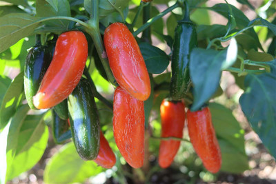 KANAYA Moti Mirch/Pepper Green Hybrid Seed(150 per packet)