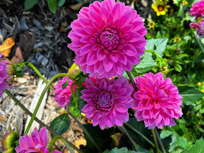 GREENSEA Dahlia mixed flower Seed(40 per packet)