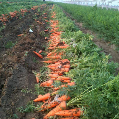 CYBEXIS Rare Carrot Seeds2000 Seeds Seed(2000 per packet)