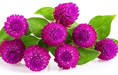 Aywal Gomphrena Red Strawberry Flower Seed(70 per packet)