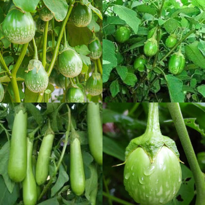 ibains Seeds of brinjal eggplant pack of 90 Seed(90 per packet)