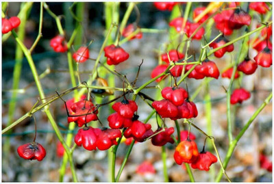 KNESSiN Capsicum Baccatum Seed(400 per packet)