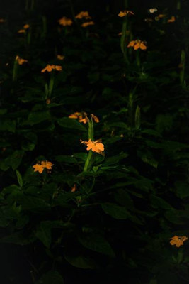 NaturePlanet kanakambaram-firecracker-crossandra Seed(37 per packet)